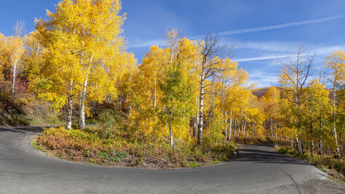 Road amidst trees against sky during autumn