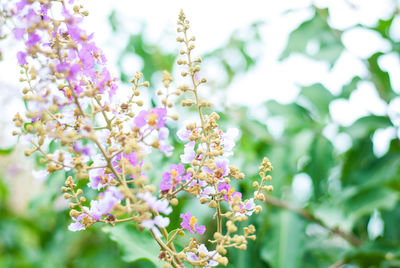 Close-up of pink flowering plant