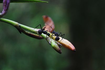 Close-up of insect on flower