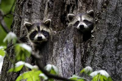 Portrait of two young bandits raccoons in a tree 
