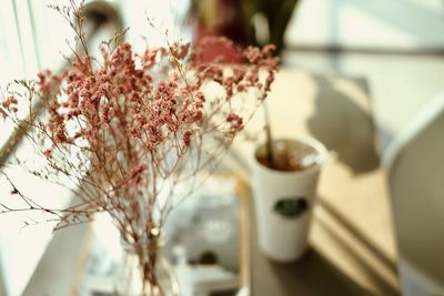 Close-up of white flowering plant in vase