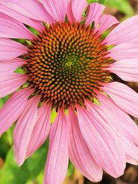 Close-up of pink flower