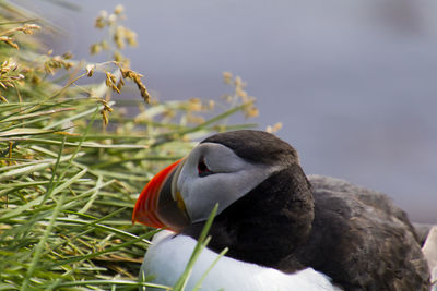 Close-up of duck