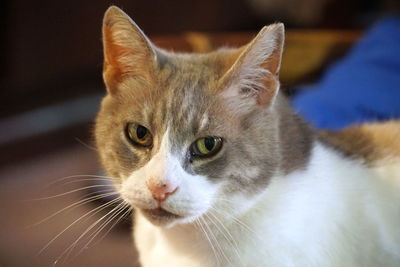 Close-up portrait of a cat