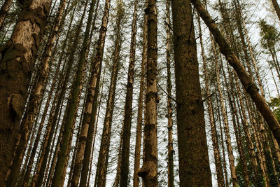 Low angle view of bamboo trees in forest