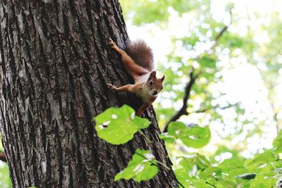 Squirrel on tree trunk