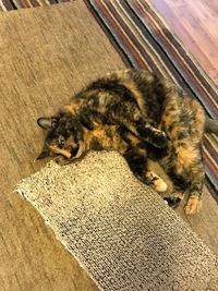 High angle view of cat relaxing on floor