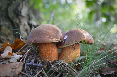 Close-up of mushroom