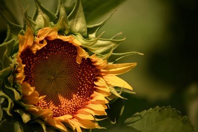 Close-up of sunflower on plant