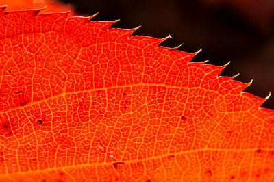 Close-up view of red leaf