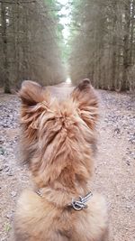 Close-up of cat against trees