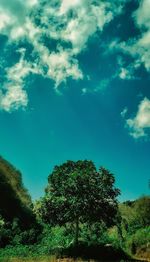 Low angle view of trees against sky