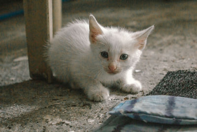 Close-up portrait of a cat