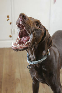 Close-up of a dog looking away