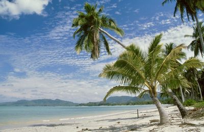 Palm trees on beach against blue sky