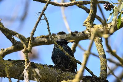 Low angle view of starling perching on branch