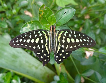 Close-up of butterfly on leaf