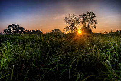 Scenic view of field against sky during sunset