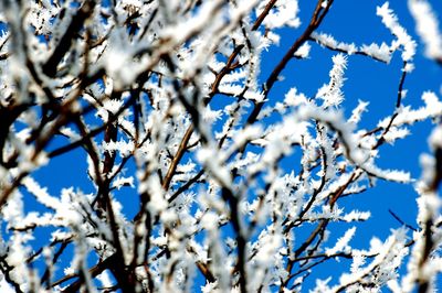 Low angle view of bare tree against blue sky