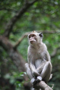 Close-up of monkey