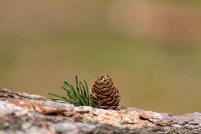Close-up of pine cone on rock