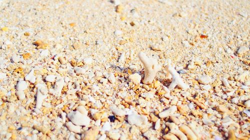 Close-up of crab on beach