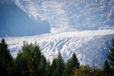 Glacier behind trees