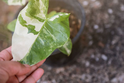 Close-up of hand holding leaves