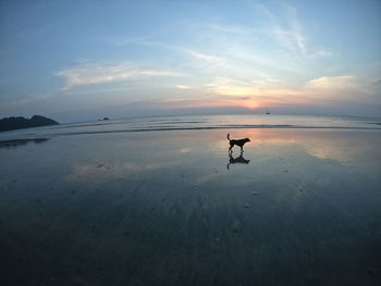 Dog on beach against sky during sunset