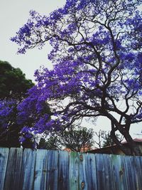 Purple flowers blooming on tree