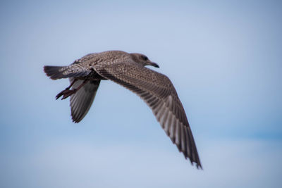 Low angle view of eagle flying in sky