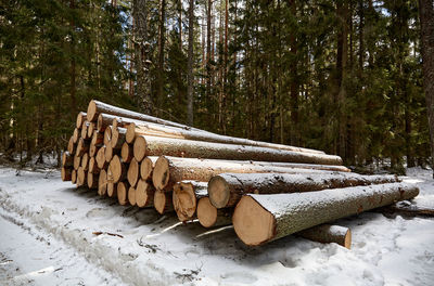 Close-up of logs in forest