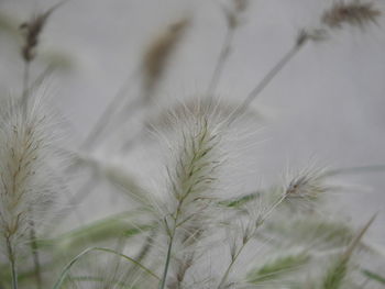 Close-up of plant against blurred background