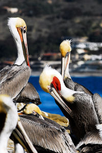 Male brown pelican, pelecanus occidentalis, displaying mating colors at la jolla cove, california.