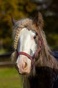 Close-up of horse in ranch