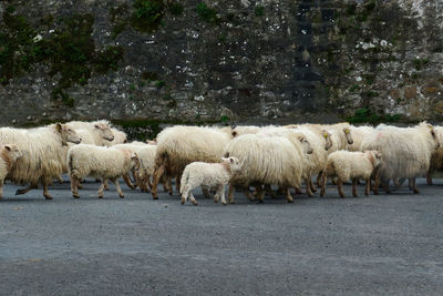 Sheep  crossing street