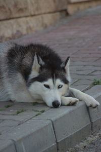 Close-up of dog resting on footpath