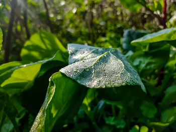 Dew drop fall on a spinach leaf close-up macro shot in a winter morning in india.