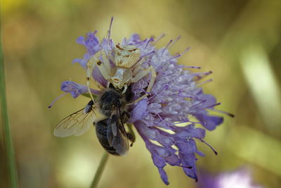 Close-up of insect on purple flower