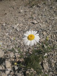 High angle view of white flowering plant on field