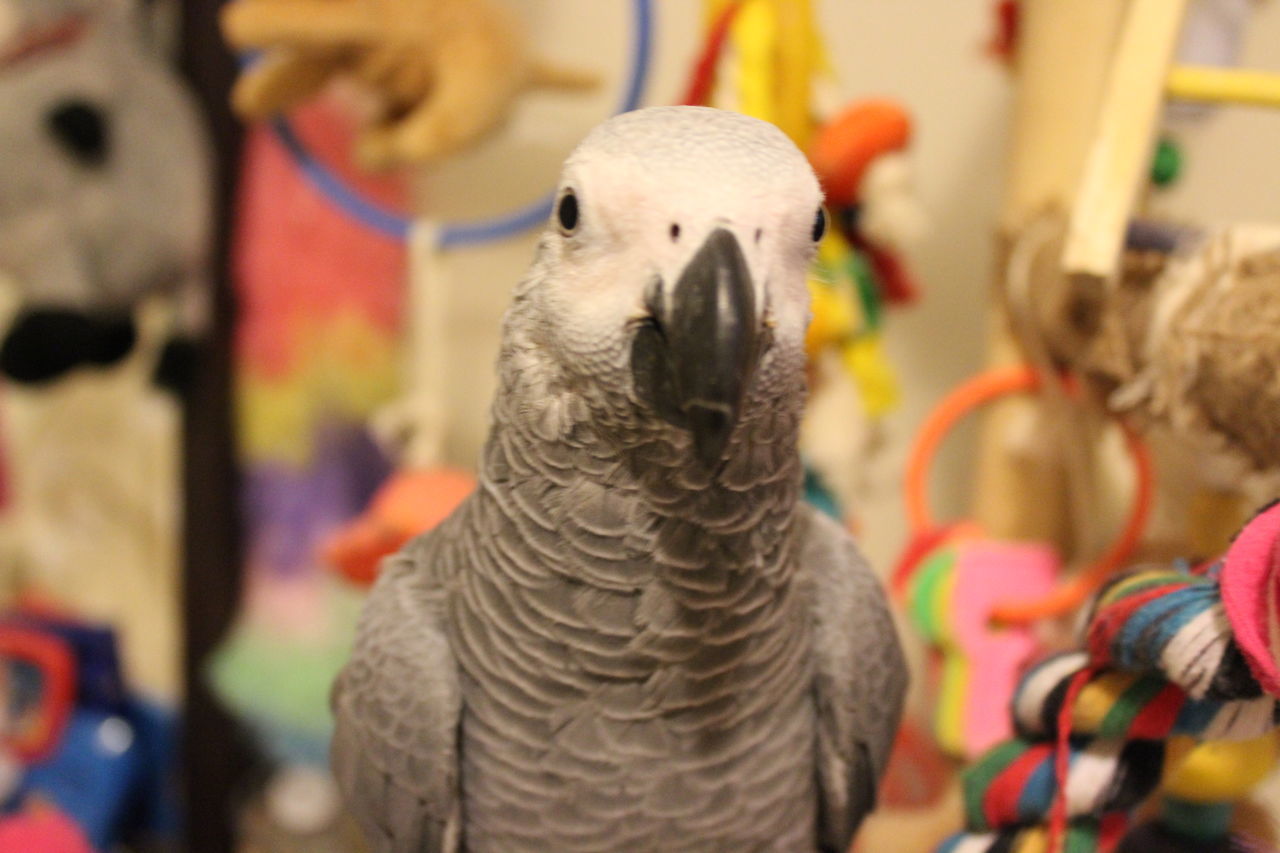 CLOSE-UP OF TWO BIRDS IN THE BACKGROUND