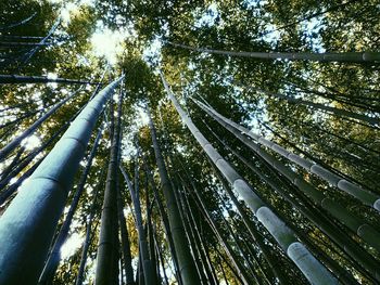 Low angle view of trees in forest