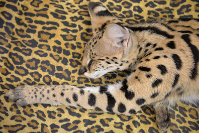 Tabby cat