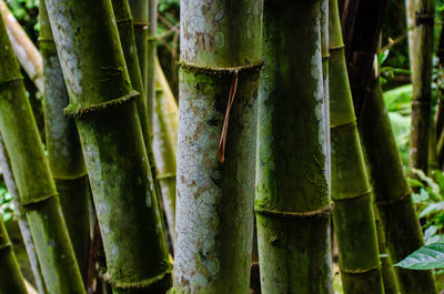 Close-up of bamboo on tree trunk