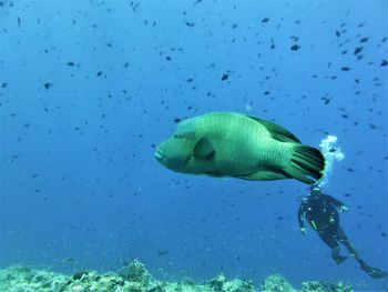 Close-up of fish swimming in sea