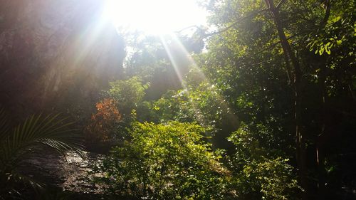 Low angle view of trees against sunlight