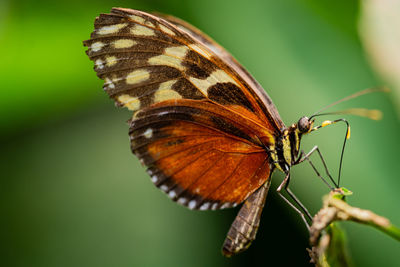 Close-up of butterfly on leaf