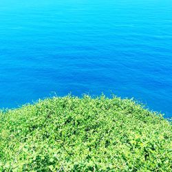 High angle view of plants by sea against sky