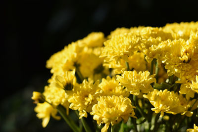 Close-up of yellow flowering plant