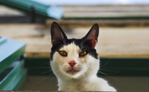 Close-up portrait of a cat